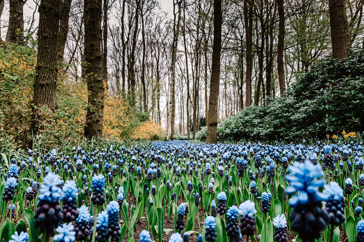 Keukenhof